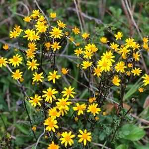 Meet your Posher, Jessie